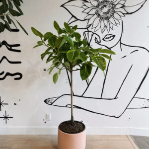 Ficus Altissima Yellow Gem